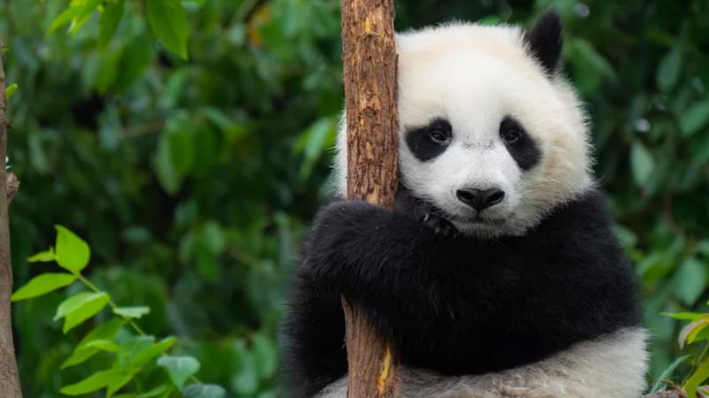 Sevimli üzün arxasındakı sirr: Pandalar nə qədər təhlükəlidir?