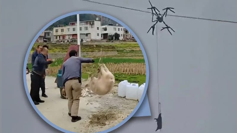 Fermer dronla donuz daşımağa çalışarkən bir kəndi işıqsız qoydu (FOTO)