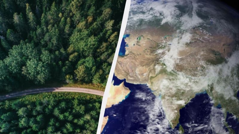 Bitki örtüyü şimal-şərqə doğru miqrasiya edir: Bu, planet üçün nə deməkdir?