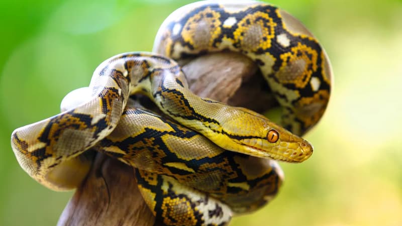 İnsanı və ya inəyi asanlıqla uda bilər: Dünyanın ən uzun ilanı hansıdır?
