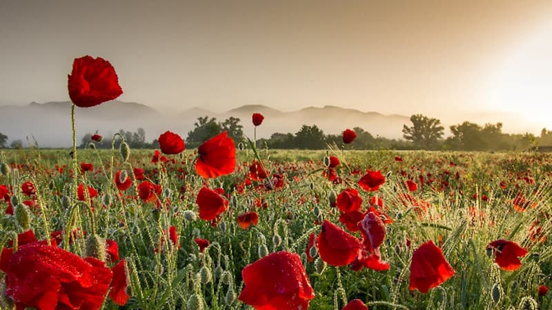 Aprel ayında hava necə olacaq?