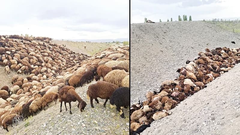 Arılar sürüyə hücum etdi, 1000 qoyun öldü