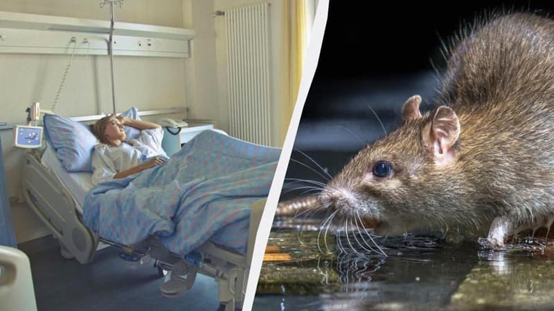 Ölüm faizi 50 faizə qədər: Hantavirus nədir, simptomları və təhlükəsi barədə nə məlumdur?