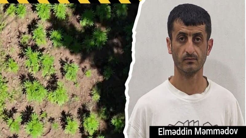 Milli Parkın ərazisində narkoplantasiya yetişdirən şəxs saxlanıldı
