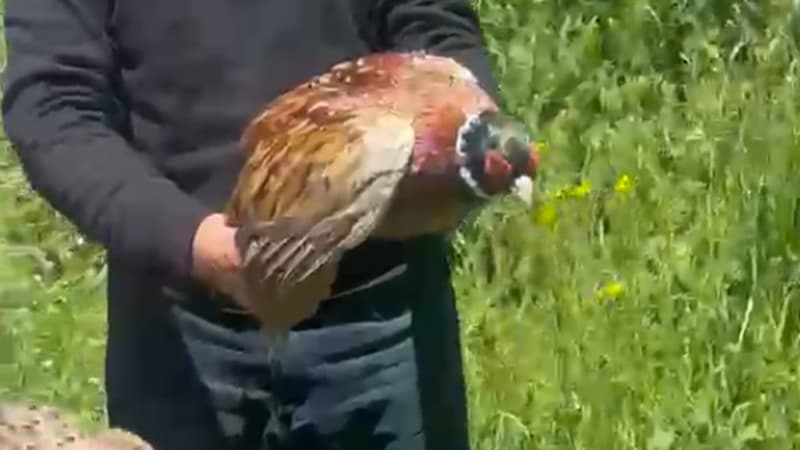 Laçında sakinlərdən təbiətə dəstək addımı - Təkpalıda qırqovullar buraxıldı