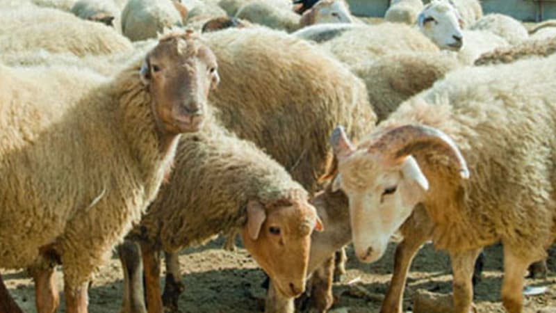 Nazirliyin balansındakı heyvanları oğurladı - Dövlətə 6 mindən çox ziyan vurdu