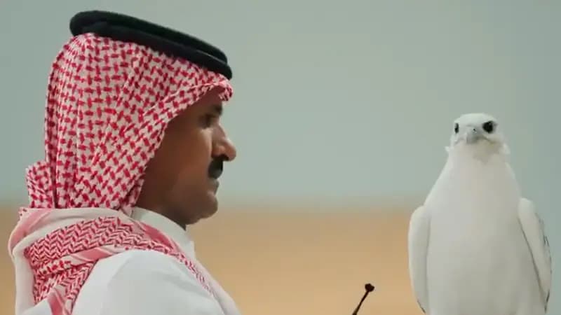 Səudiyyə Ərəbistanında şahin 346 min dollara satıldı: Onu xüsusi edən nədir?
