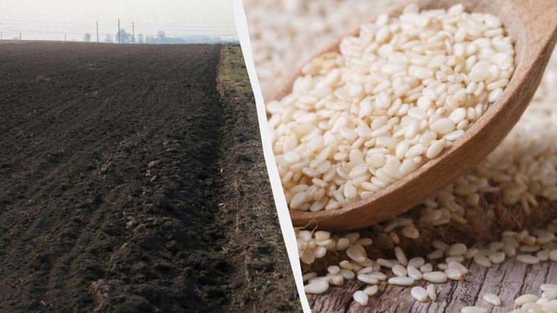 Fermer süni intellektin məsləhətlərinə əməl etdi, bütün məhsulu məhv oldu