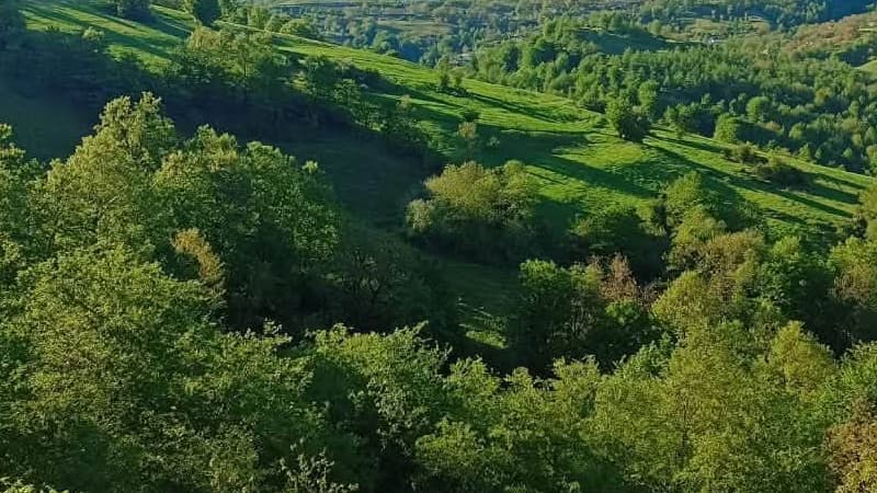 Lənkəranda itkin kimi axtarılan iki nəfərin meşədə meyiti tapıldı