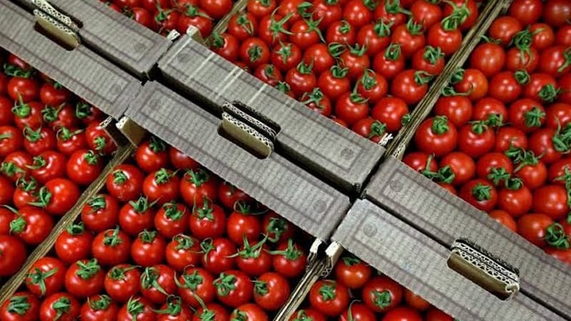 Pomidorun bostanla bazar arasındakı qiymət fərqi: "Məhsulu 55 qəpiyə satırıq"