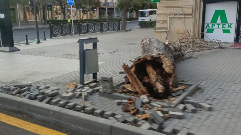Bakıda külək ağacı aşırdı (FOTO)