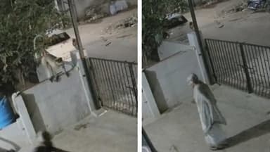 Meymun tanınmış yazıçının həyat yoldaşına hücum edib öldürdü