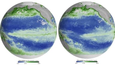 Okeanın rəngi dəyişir: Səbəb El-Nino ola bilər