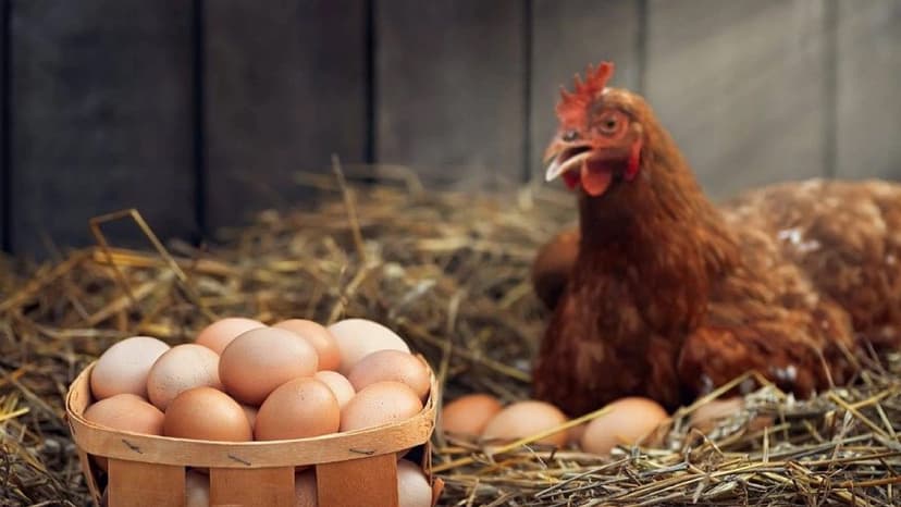 Yumurta bazarında qış bahalaşması erkən başladı: Xərclər qiymətə təsir edir