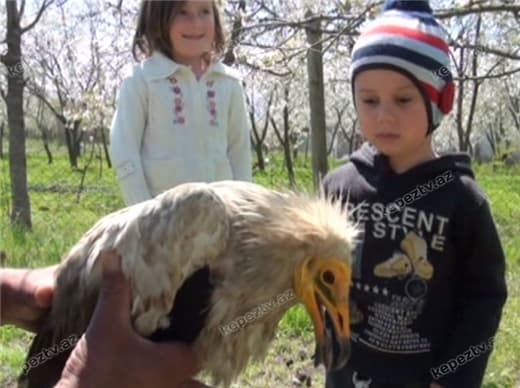 Azərbaycanda həyətə düşən yırtıcı, ev sahiblərini qorxutdu - FOTOLAR
