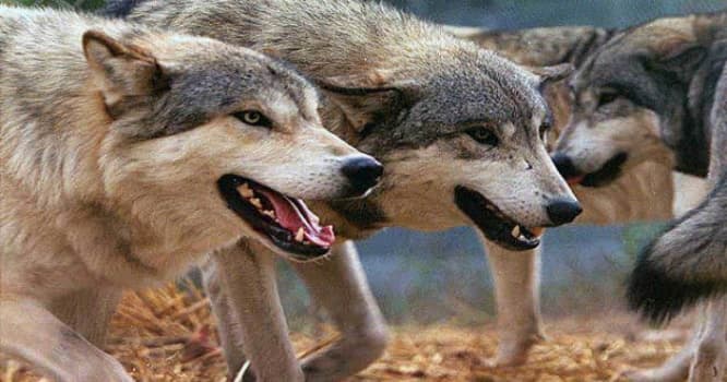 Canavarlar qoyun sürüsünə hücum etdi - 10 qoyunu parçaladı