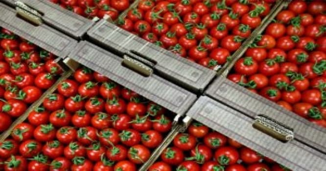 Bakı "Rosselxoznadzor"-un "Türkiyə pomidoru" iddiasına cavab verdi