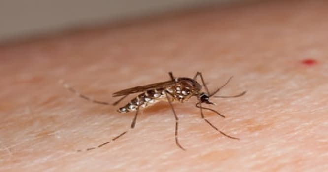 Çilidə Zika virusuna yoluxan ilk şəxs müəyyən olunub