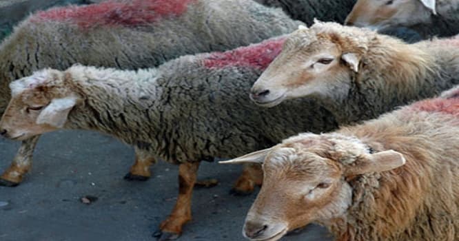 Zəvvarlar üçün qurbanlıq qoyunlar bahalaşdı