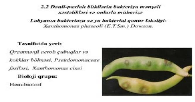 Türkiyədən gələn lobyada xəstəlik aşkar edildi