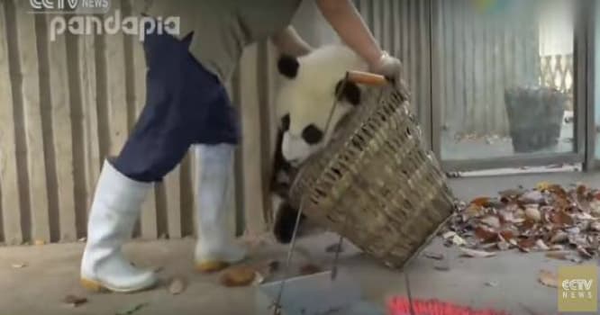 Baxıcıya çətin anlar yaşadan çılğın pandalar - VİDEO