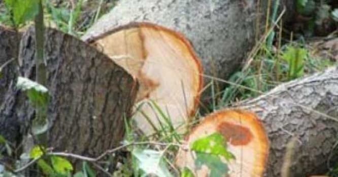 Xətaidə ağaclar kəsilərək qanunsuz tikili aparılır
