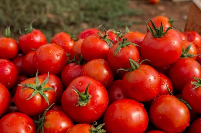 Pomidorlara kanalizasiya suyu verilir - Bakı bazarlarından reportaj