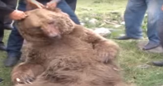 Uşaq bağçasına hücum edən ayının görüntüləri yayıldı - VİDEO + FOTO