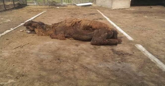 Zooparkın direktoru: "Bunlar bizdən nə istəyirlər?" - FOTO