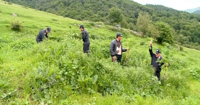 Azərbaycanda “Xaşxaş-2016” əməliyyatı: 1,4 ton narkotik yandırıldı