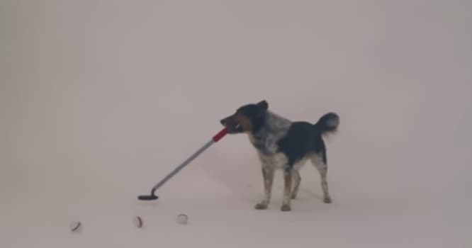 Bu it qolf oynamağı bacarır - VİDEO