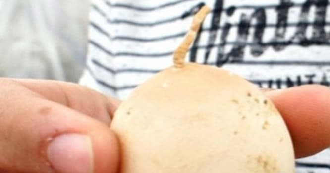 Quyruqlu yumurta görənləri heyrətləndirdi