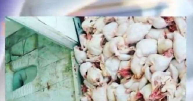 Ayaqyolunda toyuq kəsib satanlar kimlərdir? - İyrənc görüntülər
