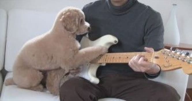 Sahibi ilə birlikdə gitara çalan it... - VİDEO