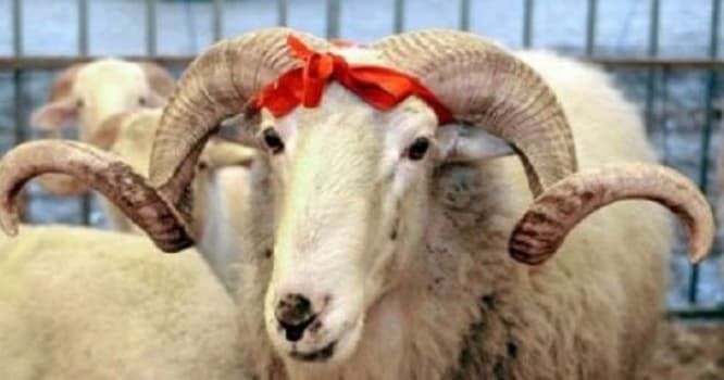 “Qurbanlıq heyvan almağa imkanım yoxdur" - Müğənni