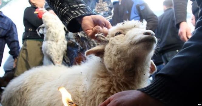 Bakıda qurbanlıq heyvanların satılacağı ÜNVANLAR