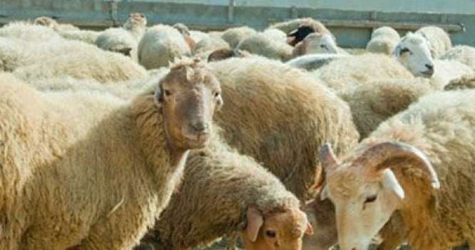 Ucuz qurbanlıqlar bu yerlərdə satılacaq