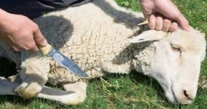 Qurban kəsərkən öldü