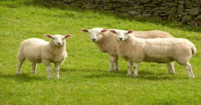Qurbanlıq kəsərkən bunlara diqqət edin!