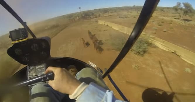 İnəklə helikopter toqquşdu - Avstraliyada