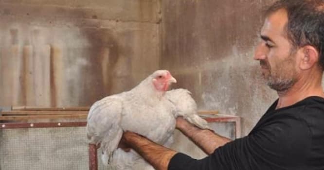 1000 manata Türkiyədən toyuq alan azərbaycanlılar