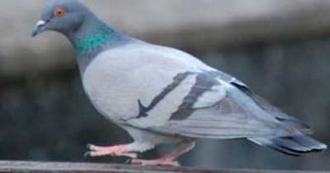 Göyərçin üç nəfərin ölümünə səbəb oldu