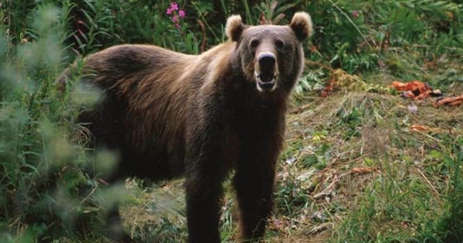 Azərbaycanda ayı kişiyə hücum etdi