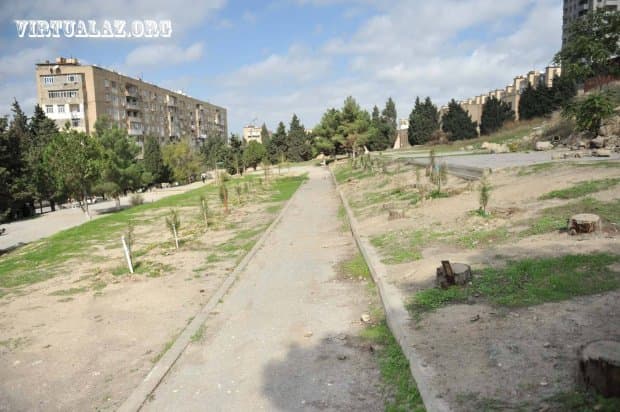 Bakıda daha bir ağackəsmə qalmaqalı: “Dedilər səni dəlixanaya salarıq…”