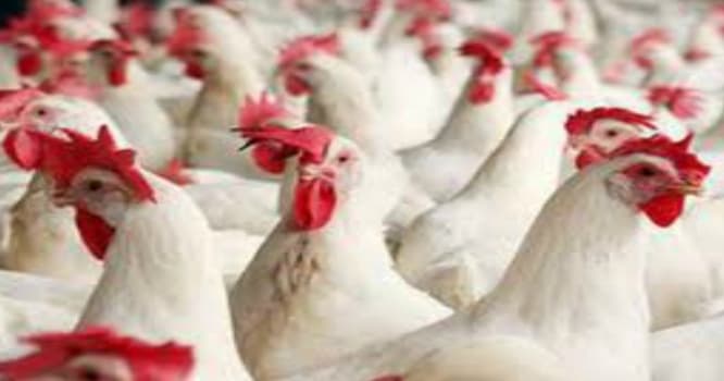 Rusiyada "quş qrupi" təhlükəsi: Azərbaycan məhdudiyyət qoydu