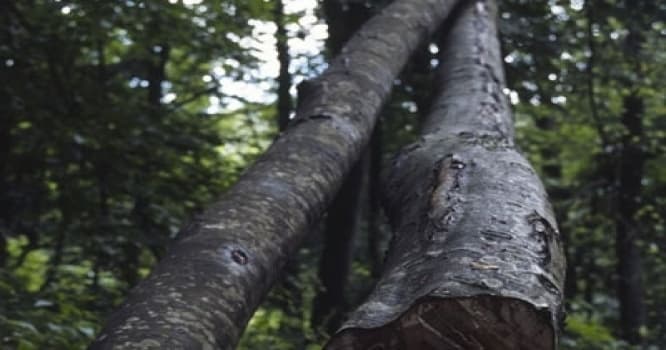 Bakıda aşma təhlükəsi olan ağaclar daha çox haradadır?
