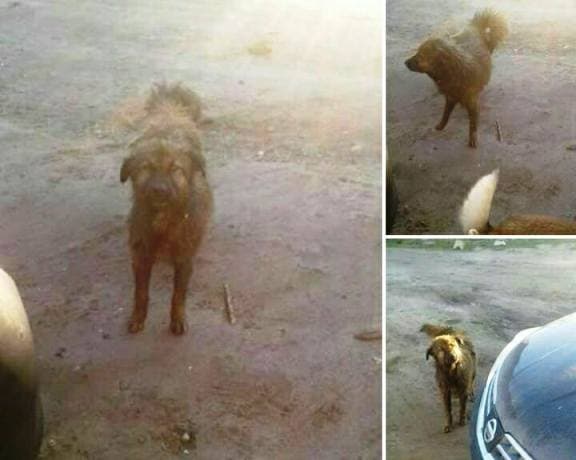 Bakıda küçə itini yandırmaq istədilər, ortalıq qarışdı - FOTO