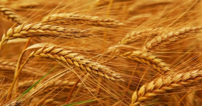 GMO məhsullarla bağlı yeni tələblər qoyulacaq