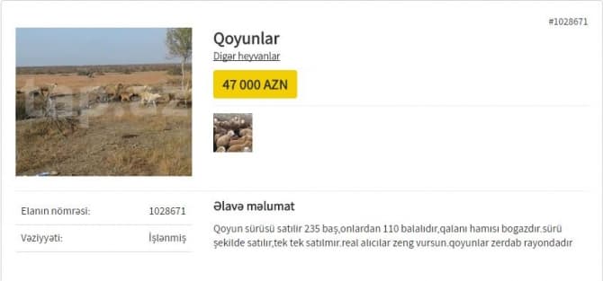 Azərbaycanda qəribə elan: qoyun sürüsü satışa çıxarıldı - 47000 AZN