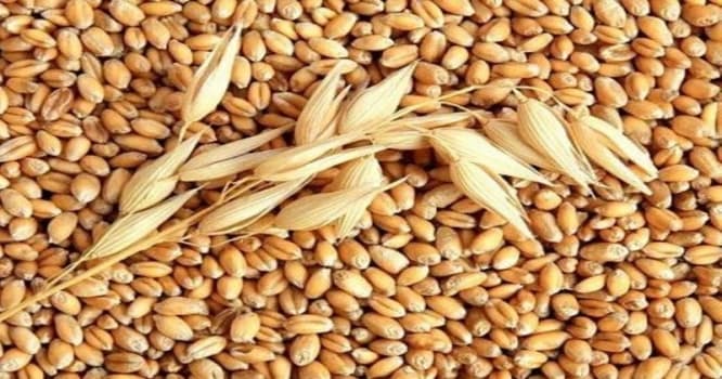 Rusiyadan Azərbaycana qarşı buğda təxribatı - 2600 ton